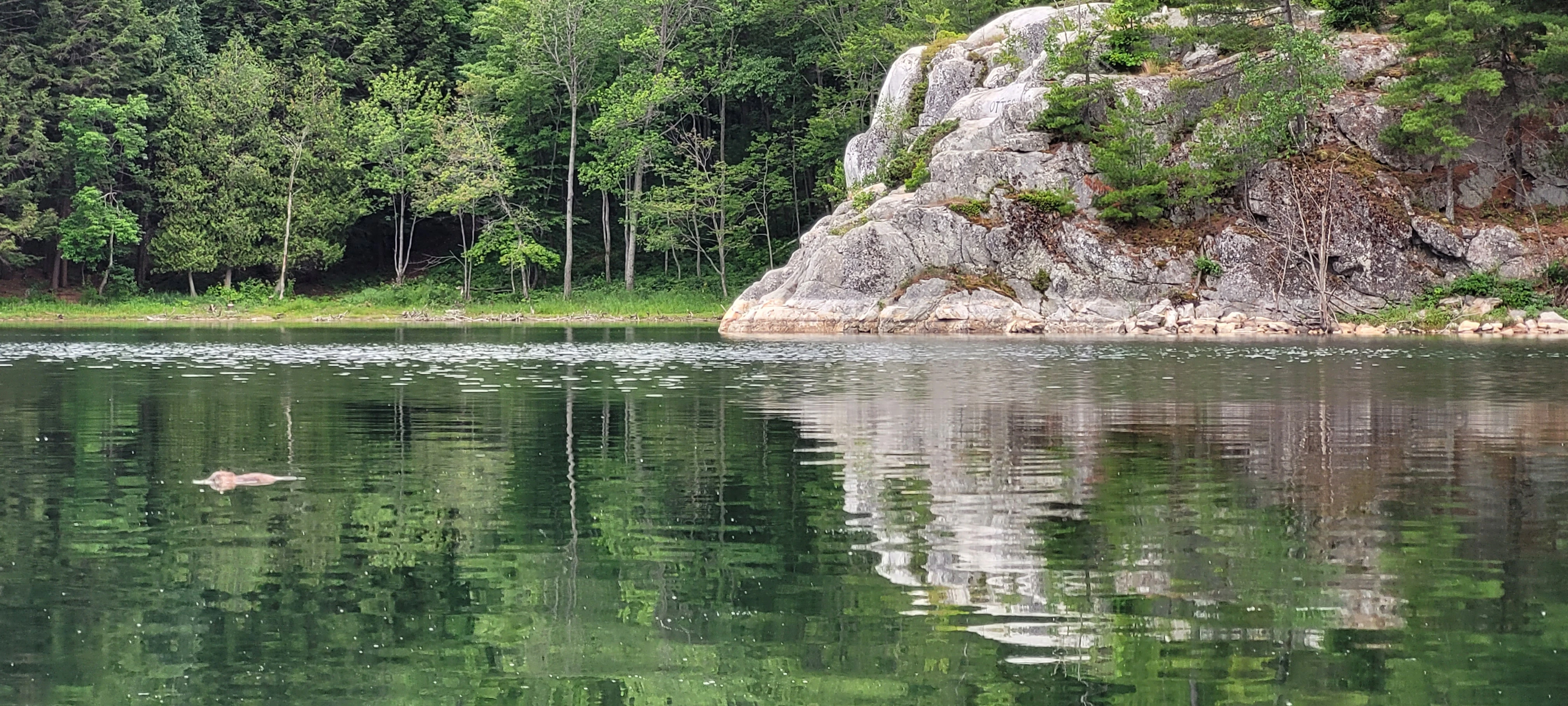 Muskrat swimming below white quartzite cliffs in Indian Head Cove
